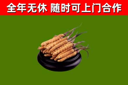 玉屏回收散虫草