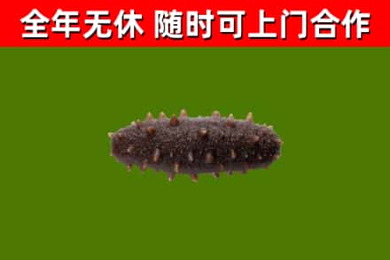 玉屏回收海参干